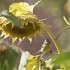 Mésange dans les tournesols