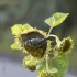 Mésange dans les tournesols