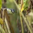Mésange dans les tournesols
