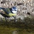 Quelques oiseaux ...