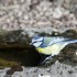 Quelques oiseaux ...