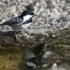 Quelques oiseaux ...