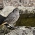 Quelques oiseaux ...