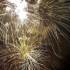 Feu d'artifice