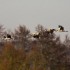 Les grues