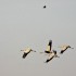 Les grues