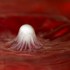Perles de lait
