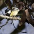 Quelques oiseaux
