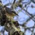 Quelques oiseaux