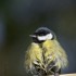 Quelques oiseaux