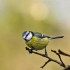 Quelques oiseaux