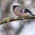 Quelques oiseaux