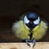 Quelques oiseaux