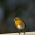 Quelques oiseaux