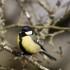 Mésange charbonnière
