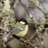 Mésange charbonnière