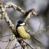 Mésange charbonnière