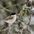 Mésange nonette