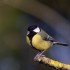 Mésange charbonnière