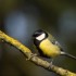 Mésange charbonnière