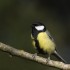 Mésange charbonnière