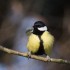 Mésange charbonnière