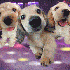 les chien qui dance