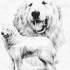 mes chien preferée (les monta