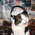 chat qui ecoute le musique