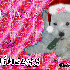 joyeux noel a tous