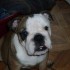 je vous présente ruby (le chien de ma be