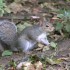 rencontre avec un.... ecureuil