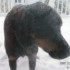 Premiere tempete de neige...