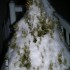 de la neige en masse!