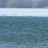 le retour des OUTARDES, escapa