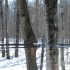 VISITE A LA CABANE A SUCRE!!!!
