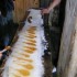 VISITE A LA CABANE A SUCRE!!!!