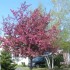 belles couleurs de printemps..