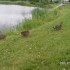 THE CANADA DAY