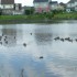 THE CANADA DAY