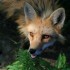 visite au parc OMEGA