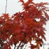 les couleurs d'automne...on s'
