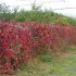 les couleurs d'automne...on s'