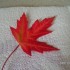 les couleurs d'automne...on s'