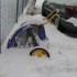 Première tempête de neige!