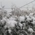 Noel sera sera blanc!!!!!!!