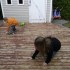 Le lapin est passé!!!!!!!!!!