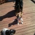 Promeneuse pour chiens!