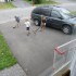 Promeneuse pour chiens!
