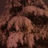 Retour de la neige!!!!!!